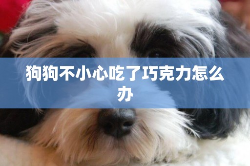 狗狗不小心吃了巧克力怎么辦