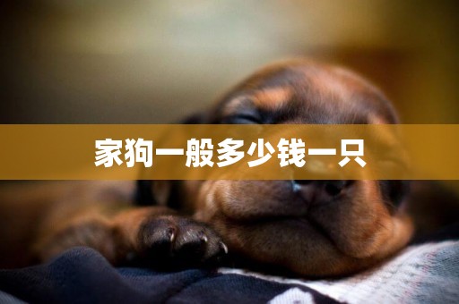 家狗一般多少錢一只
