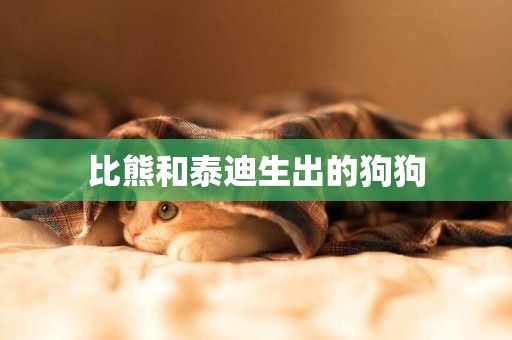 比熊和泰迪生出的狗狗