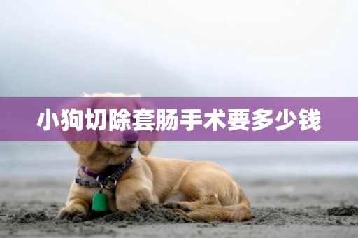 小狗切除套腸手術要多少錢
