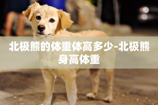 北極熊的體重體高多少-北極熊身高體重