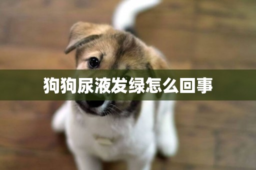 狗狗尿液發綠怎么回事