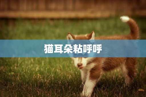 貓耳朵粘呼呼