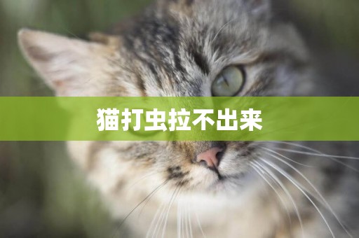 貓打蟲拉不出來