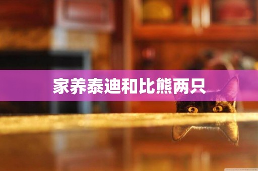 家養泰迪和比熊兩只