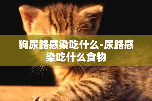 狗尿路感染吃什么-尿路感染吃什么食物