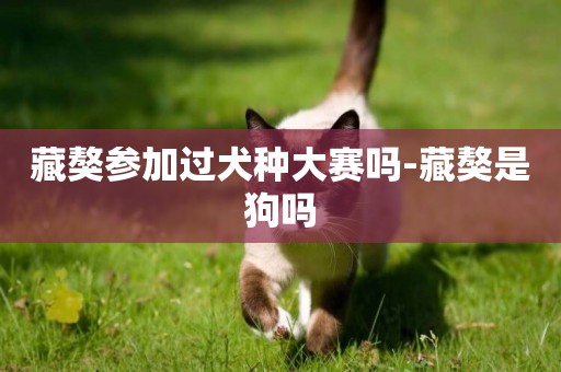 藏獒參加過犬種大賽嗎-藏獒是狗嗎