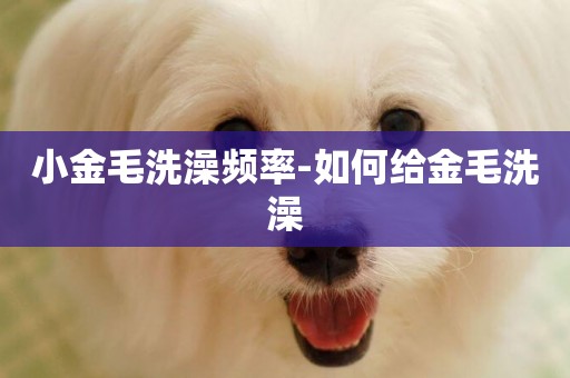 小金毛洗澡頻率-如何給金毛洗澡