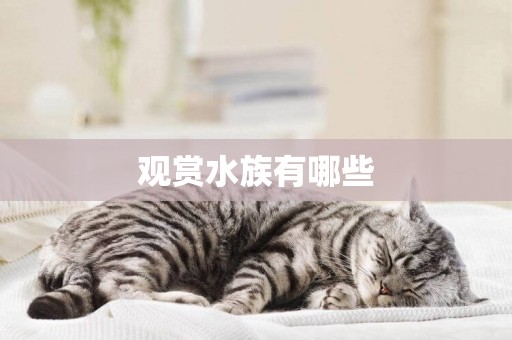 觀賞水族有哪些