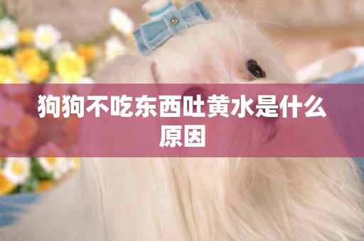 狗狗不吃東西吐黃水是什么原因