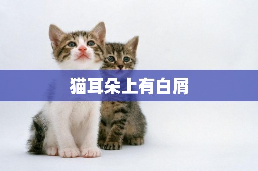 貓耳朵上有白屑