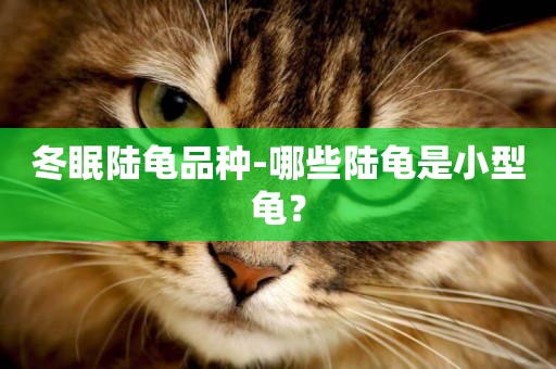 冬眠陸龜品種-哪些陸龜是小型龜？