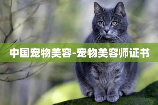 中國寵物美容-寵物美容師證書