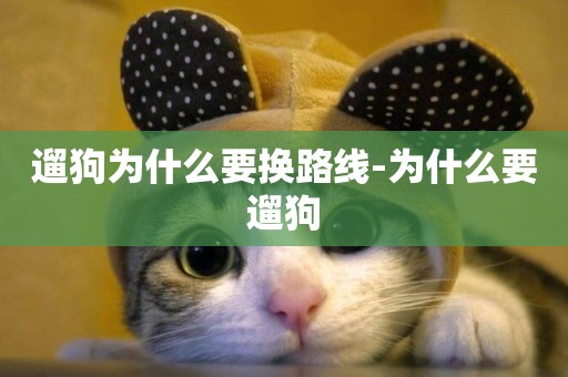 遛狗為什么要換路線-為什么要遛狗