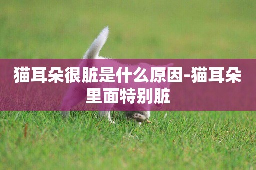 貓耳朵很臟是什么原因-貓耳朵里面特別臟