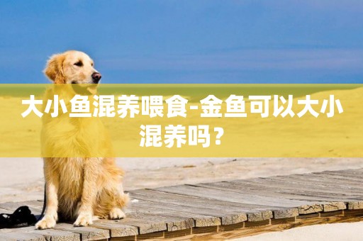 大小魚混養喂食-金魚可以大小混養嗎？
