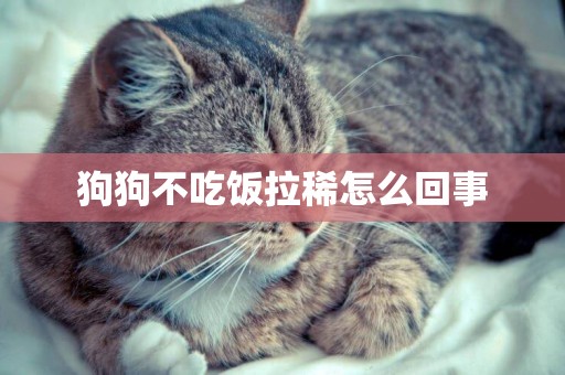 狗狗不吃飯拉稀怎么回事