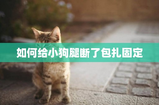如何給小狗腿斷了包扎固定