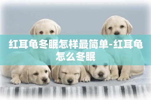 紅耳龜冬眠怎樣最簡單-紅耳龜怎么冬眠