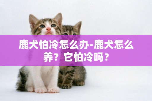 鹿犬怕冷怎么辦-鹿犬怎么養？它怕冷嗎？