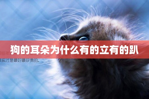 狗的耳朵為什么有的立有的趴