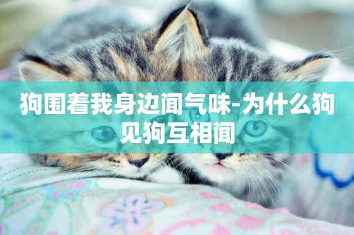 狗圍著我身邊聞氣味-為什么狗見狗互相聞