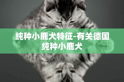 純種小鹿犬特征-有關德國純種小鹿犬
