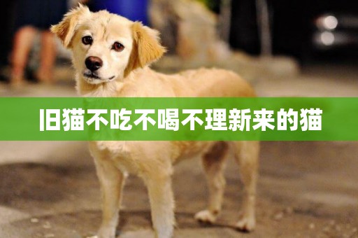 舊貓不吃不喝不理新來的貓
