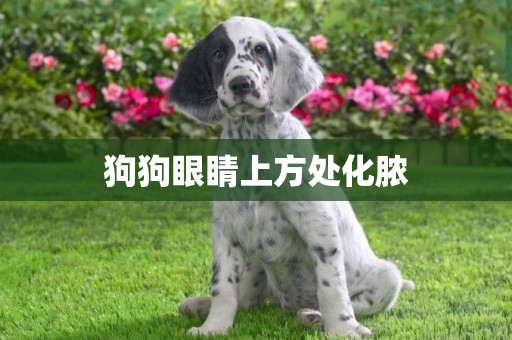 狗狗眼睛上方處化膿