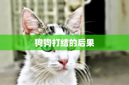 狗狗打結的后果
