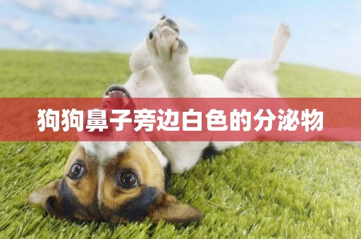 狗狗鼻子旁邊白色的分泌物
