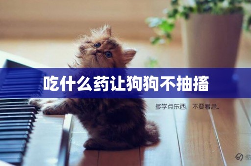 吃什么藥讓狗狗不抽搐