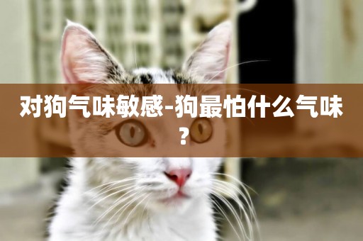 對狗氣味敏感-狗最怕什么氣味？