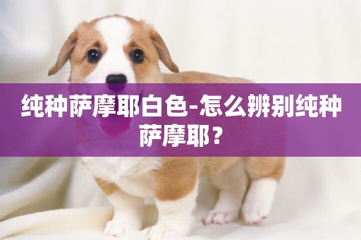 純種薩摩耶白色-怎么辨別純種薩摩耶？