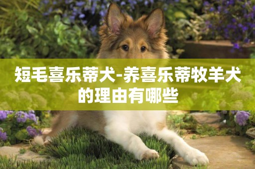 短毛喜樂蒂犬-養喜樂蒂牧羊犬的理由有哪些