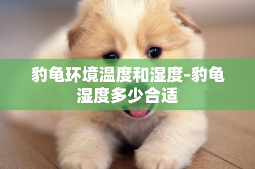 豹龜環境溫度和濕度-豹龜濕度多少合適