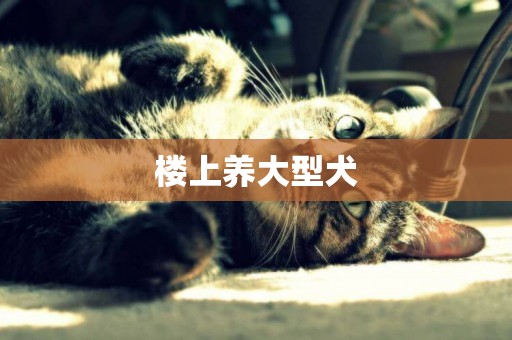 樓上養大型犬