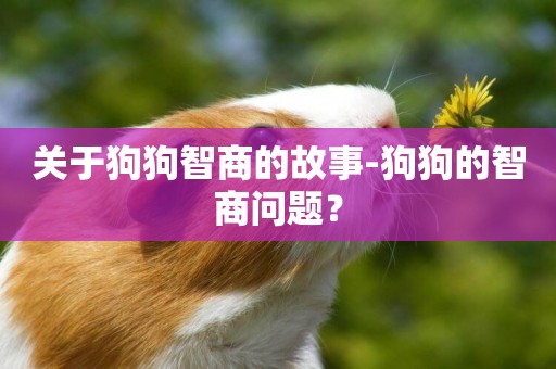 關于狗狗智商的故事-狗狗的智商問題？