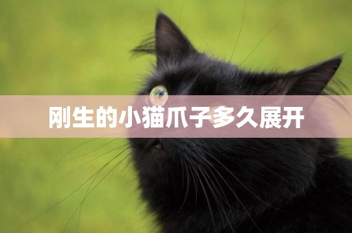 剛生的小貓爪子多久展開