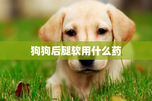 狗狗后腿軟用什么藥