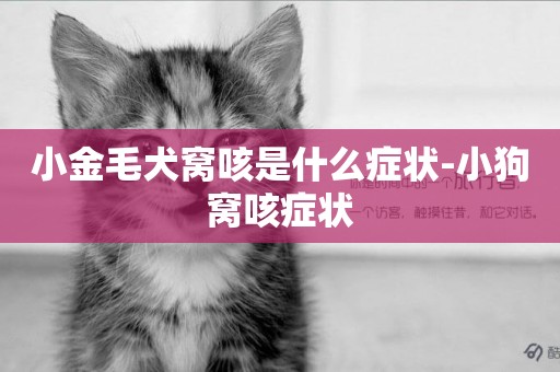 小金毛犬窩咳是什么癥狀-小狗窩咳癥狀