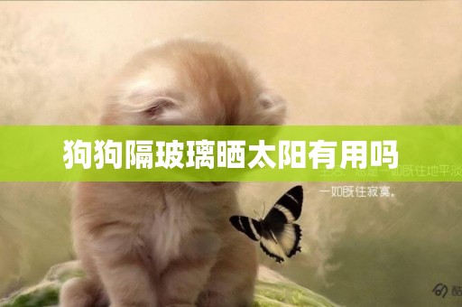 狗狗隔玻璃曬太陽有用嗎
