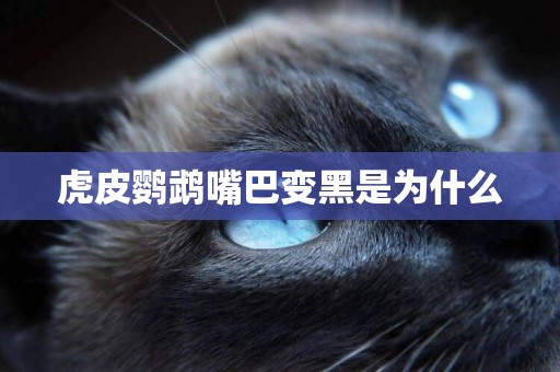 虎皮鸚鵡嘴巴變黑是為什么