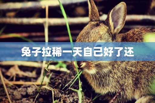 兔子拉稀一天自己好了還
