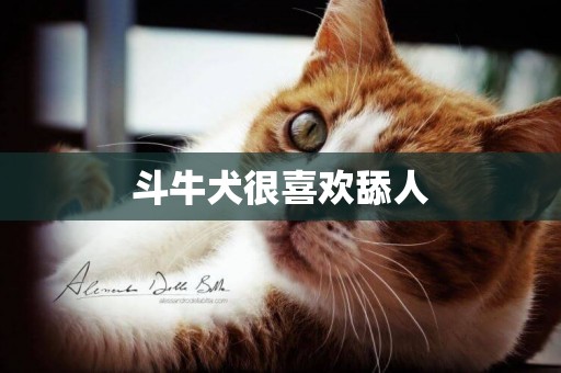 斗牛犬很喜歡舔人