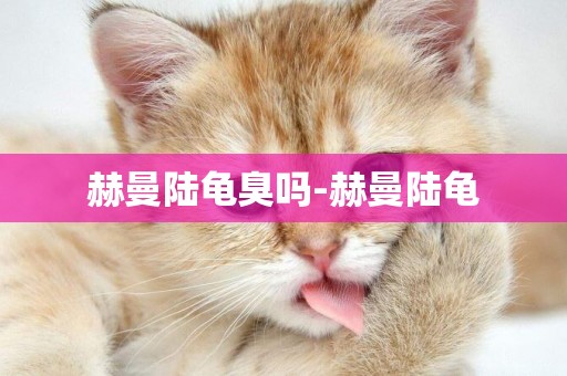 赫曼陸龜臭嗎-赫曼陸龜
