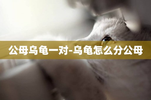 公母烏龜一對-烏龜怎么分公母