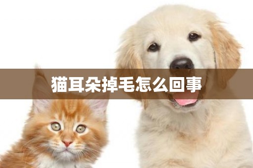 貓耳朵掉毛怎么回事