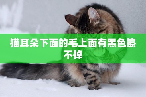 貓耳朵下面的毛上面有黑色擦不掉