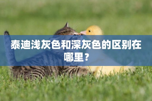 泰迪淺灰色和深灰色的區別在哪里？